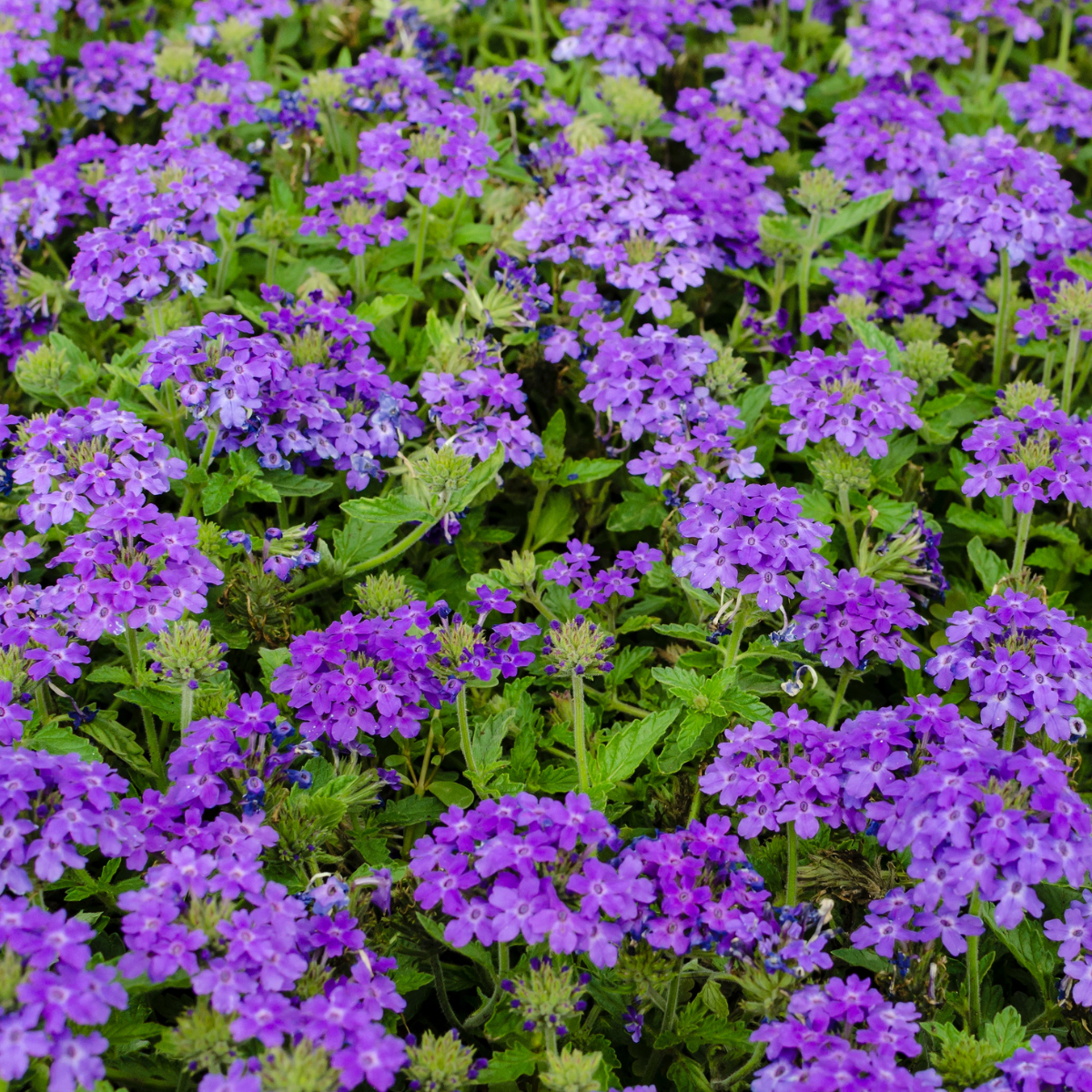 Verbena tenera ★ VERBENA