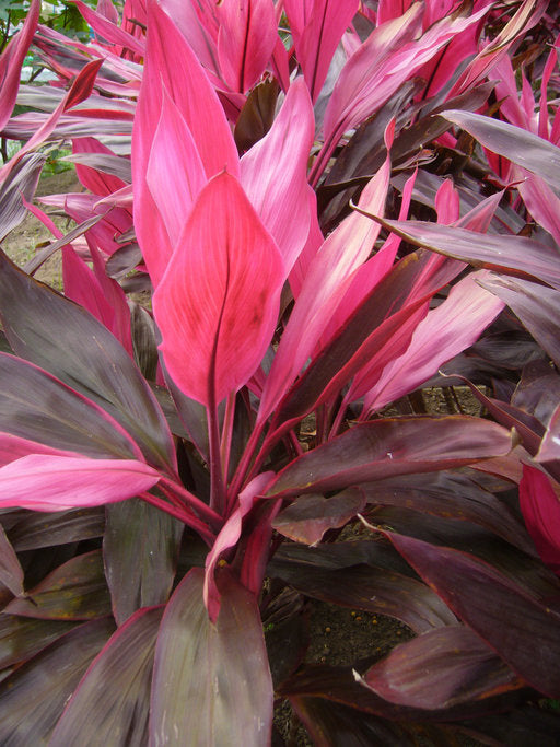 Cordyline fruticosa ★ TI PLANT