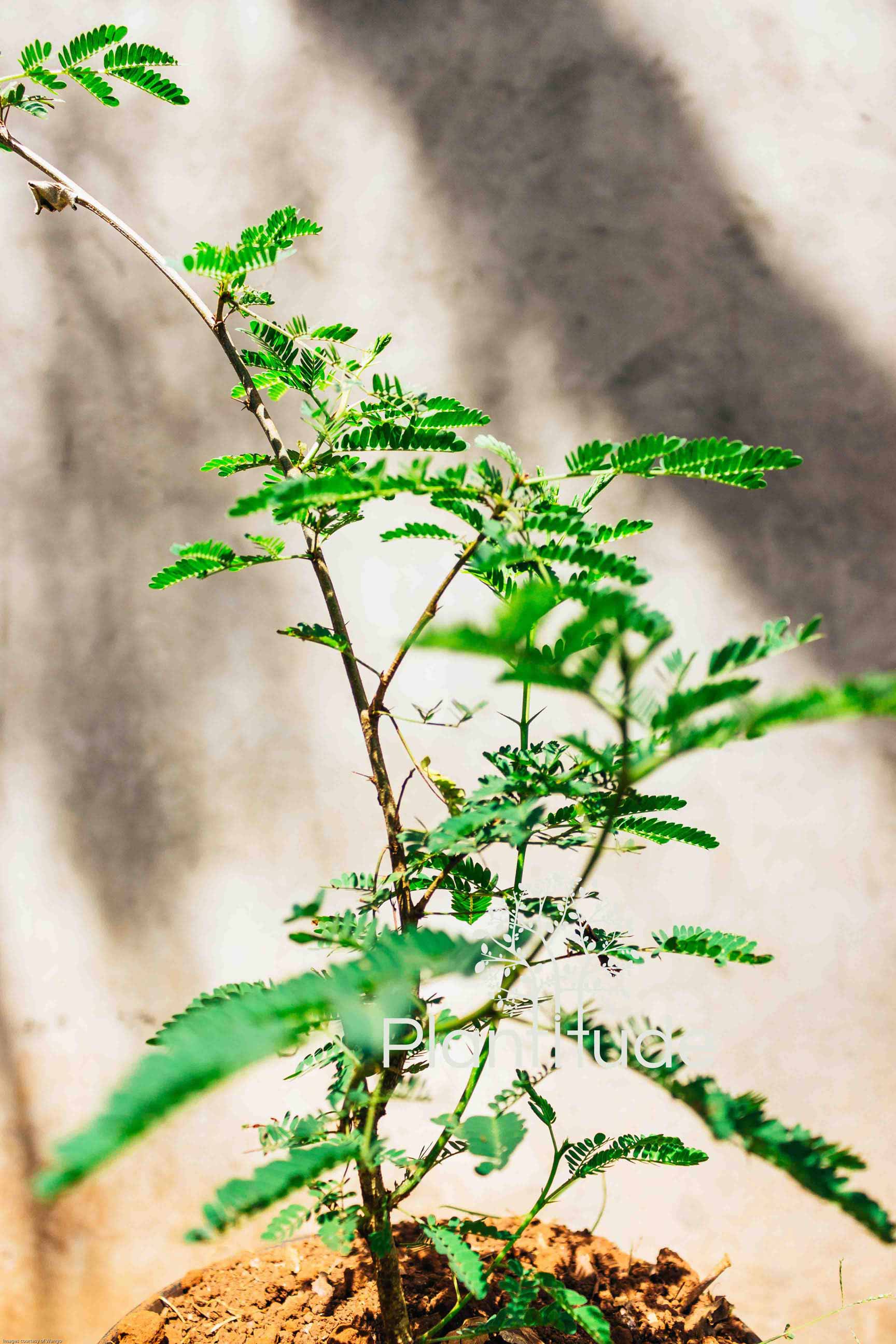 Acacia tortilis ★ UMBRELLA THORN