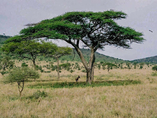 Acacia tortilis ★ UMBRELLA THORN