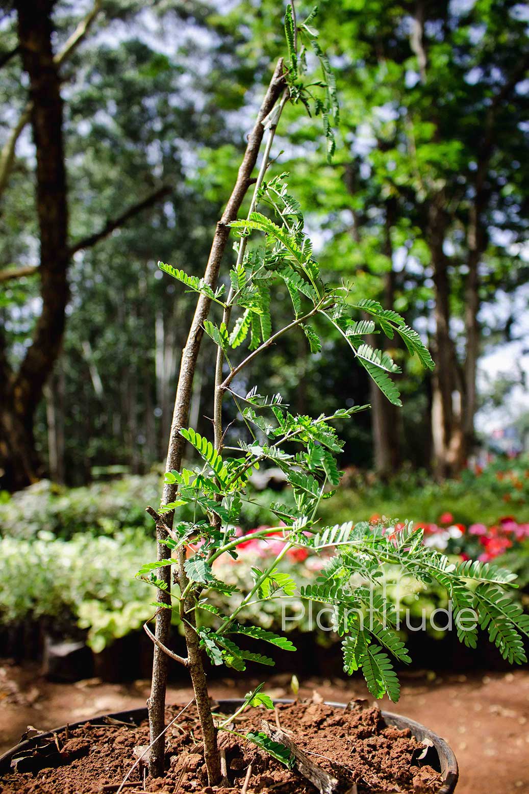 Acacia xanthophloea ★ FEVER TREE