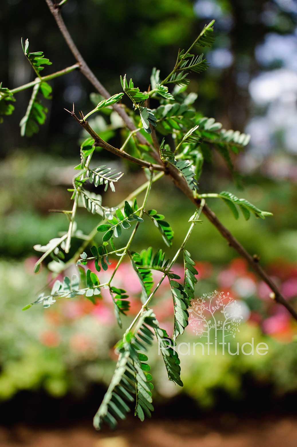 Acacia xanthophloea ★ FEVER TREE