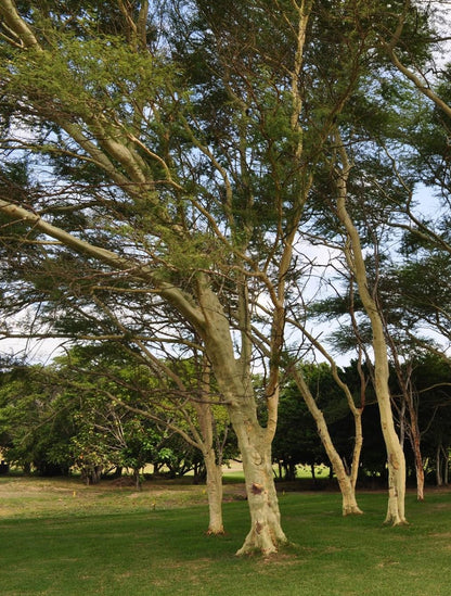 Acacia xanthophloea ★ FEVER TREE