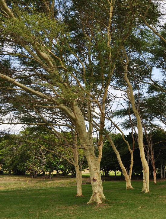 Acacia xanthophloea ★ FEVER TREE