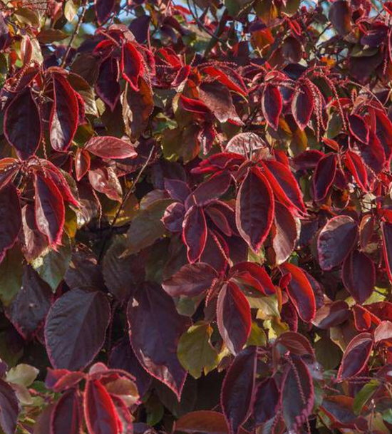 Acalypha Wilkesiana ★ COPPERLEAF