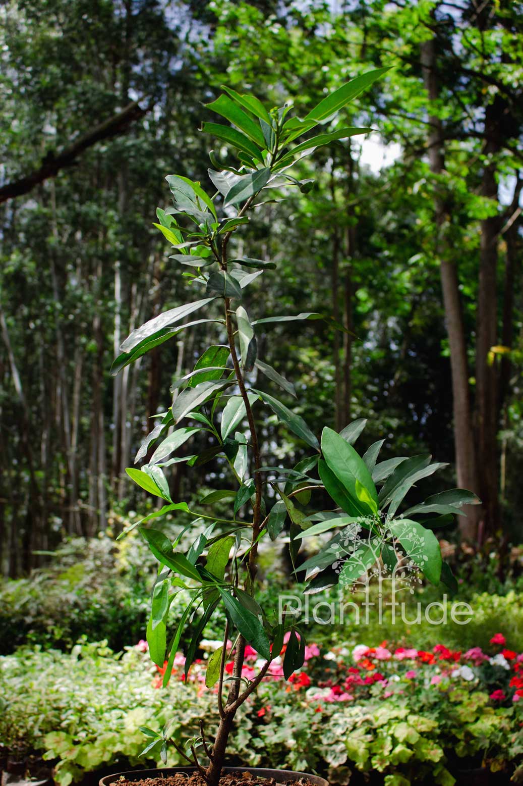 Acokanthera schimperi ★ ARROW POISON TREE
