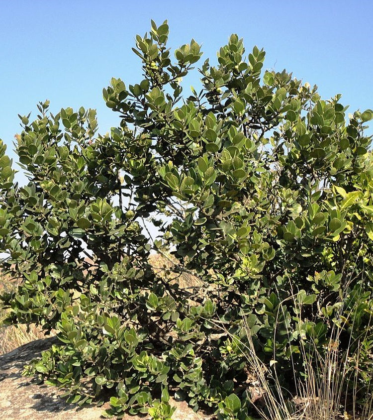Mini Poison Tree Acokanthera schimperi ★ ARROW POISON TREE – Plantitude Kenya
