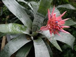 Aechmea fasciata ★ SILVER URN