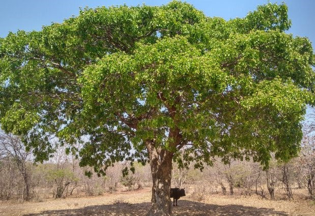 Afzelia quazensis ★ POD MAHOGANY