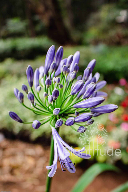 Agapanthus africanus ★ LILY OF THE NILE