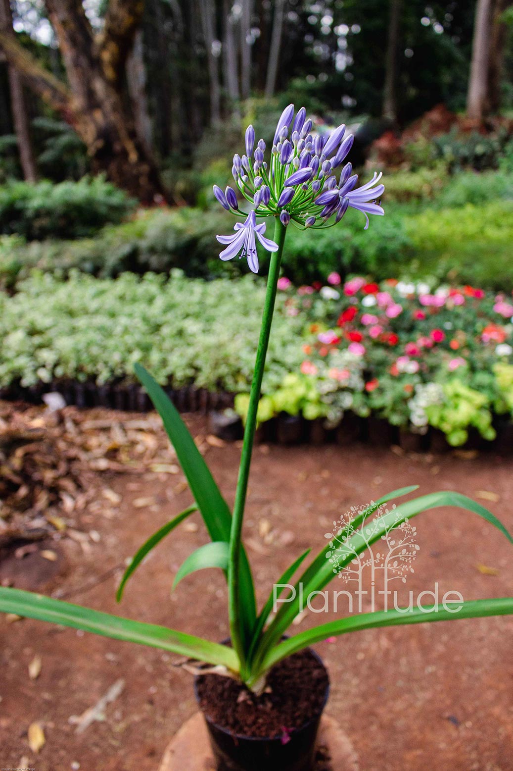 Agapanthus africanus ★ LILY OF THE NILE
