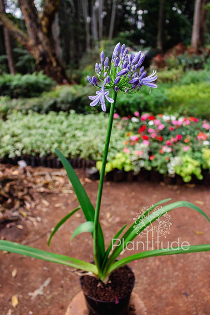 Agapanthus africanus ★ LILY OF THE NILE