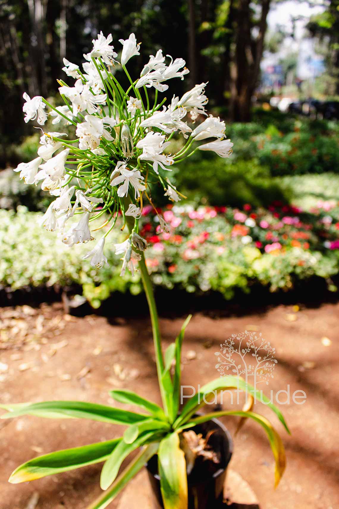 Agapanthus africanus ★ LILY OF THE NILE