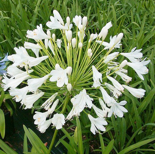 Agapanthus africanus ★ LILY OF THE NILE
