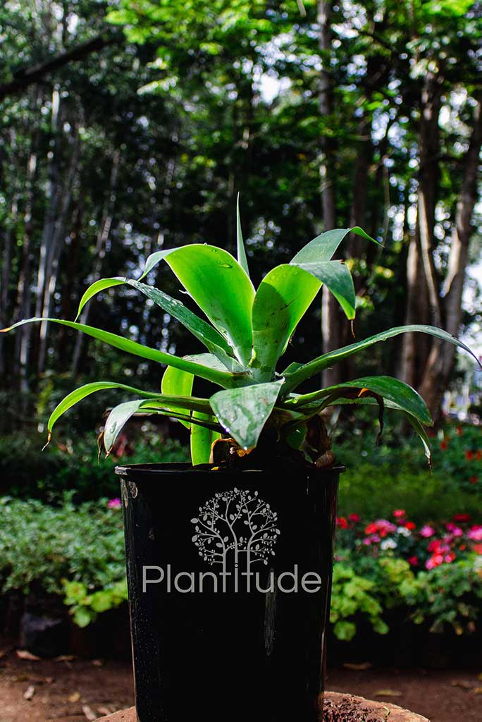 Agave attenuata ★ FOX TAIL AGAVE