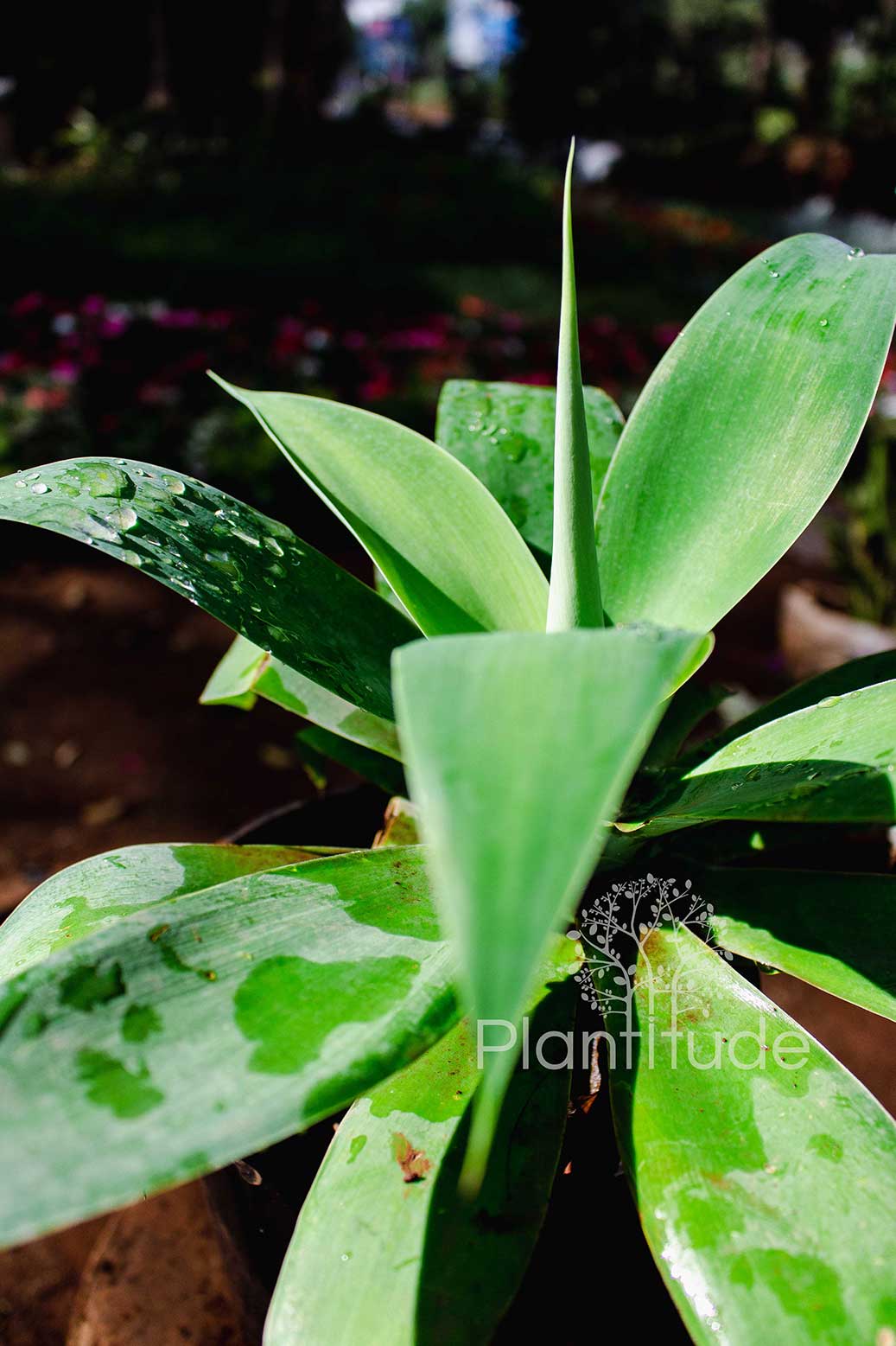 Agave attenuata ★ FOX TAIL AGAVE