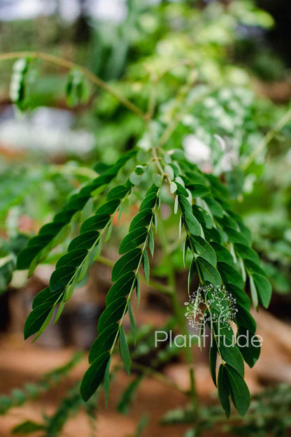 Albizia gummifera ★ PEACOCK FLOWER