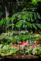 Albizia gummifera ★ PEACOCK FLOWER