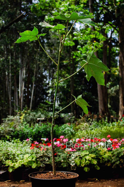 Aleurites moluccanus ★ CANDLE NUT