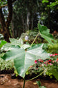 Aleurites moluccanus ★ CANDLE NUT