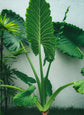 Alocasia odora ★ ELEPHANT EAR