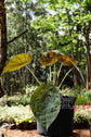 Alocasia odora ★ ELEPHANT EAR