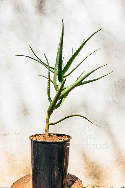 Aloe arborescens ★ TORCH ALOE