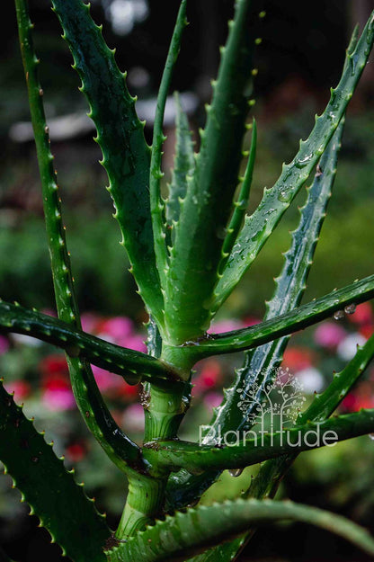Aloe arborescens ★ TORCH ALOE