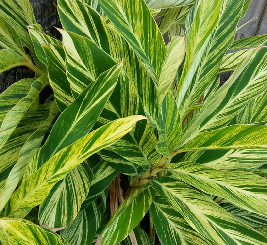 Alpinia zerumbet ★ SHELL GINGER