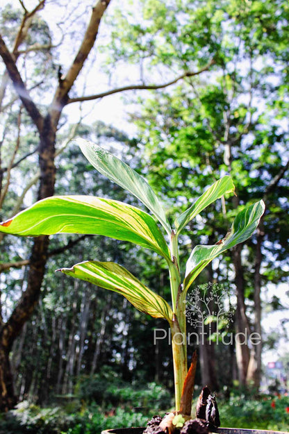 Alpinia zerumbet ★ SHELL GINGER