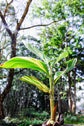 Alpinia zerumbet ★ SHELL GINGER