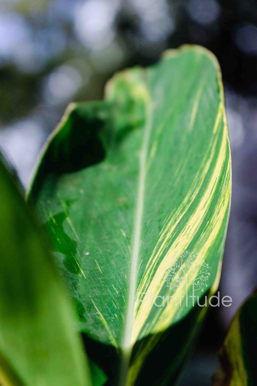 Alpinia zerumbet ★ SHELL GINGER