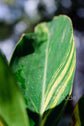Alpinia zerumbet ★ SHELL GINGER