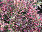 Alternanthera ficoidea ★ JACOB&
