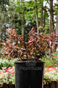 Alternanthera ficoidea ★ JACOB&