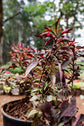 Alternanthera ficoidea ★ JACOB&