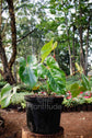 Anthurium andreanum ★ FLAMINGO FLOWER