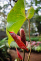 Anthurium andreanum ★ FLAMINGO FLOWER