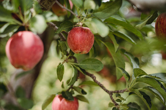 Malus domestica ★ GRAFTED APPLES