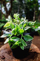 Aptenia cordifolia ★ BABY SUN ROSE