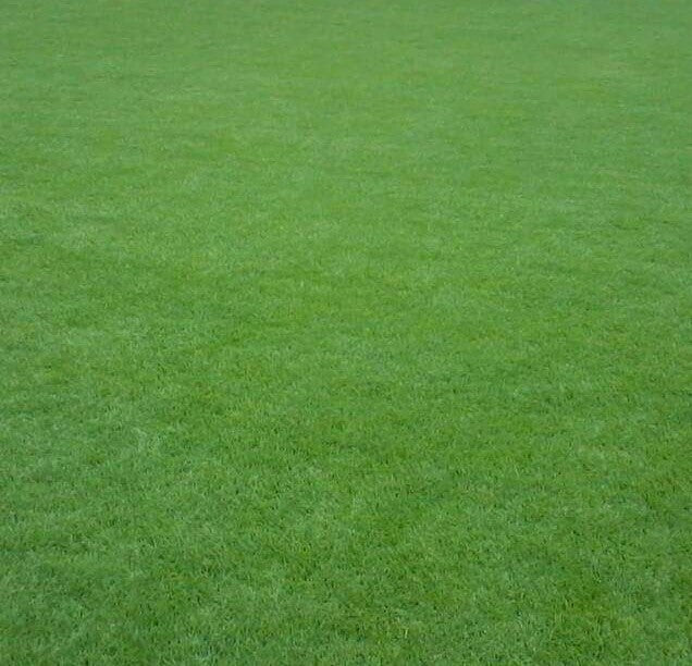 ARABIC GRASS ★