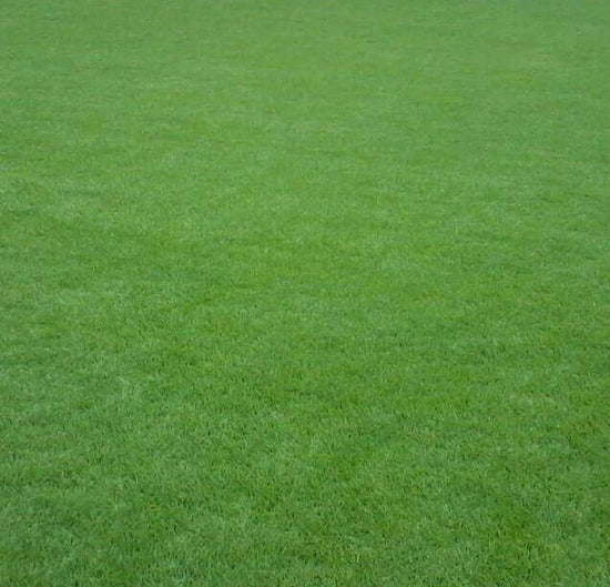 ARABIC GRASS ★