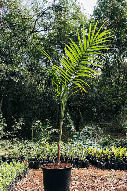 Archontophoenix alexandrae ★ ALEXANDRA PALM