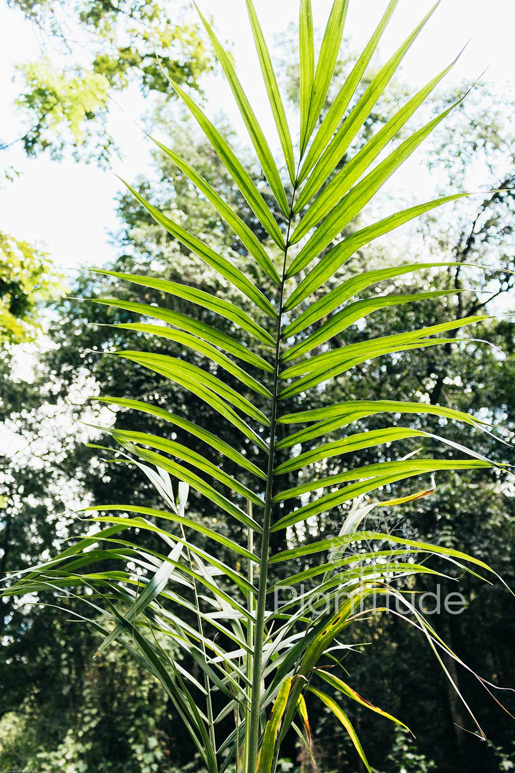 Archontophoenix alexandrae ★ ALEXANDRA PALM