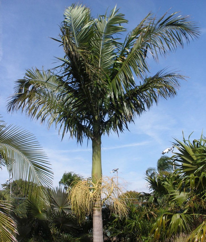 Archontophoenix alexandrae ★ ALEXANDRA PALM