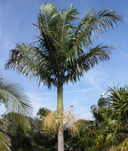Archontophoenix alexandrae ★ ALEXANDRA PALM