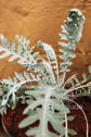 Artemisia stelleriana ★ BEACH WORMWOOD