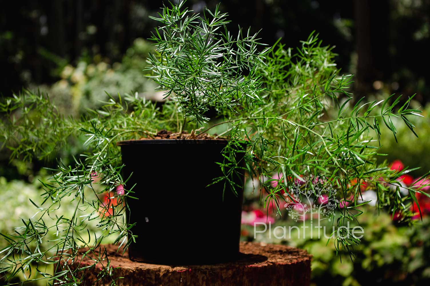 Asparagus densiflorus ★ ASPARAGUS FERN