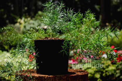 Asparagus densiflorus ★ ASPARAGUS FERN