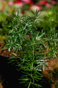 Asparagus densiflorus ★ ASPARAGUS FERN